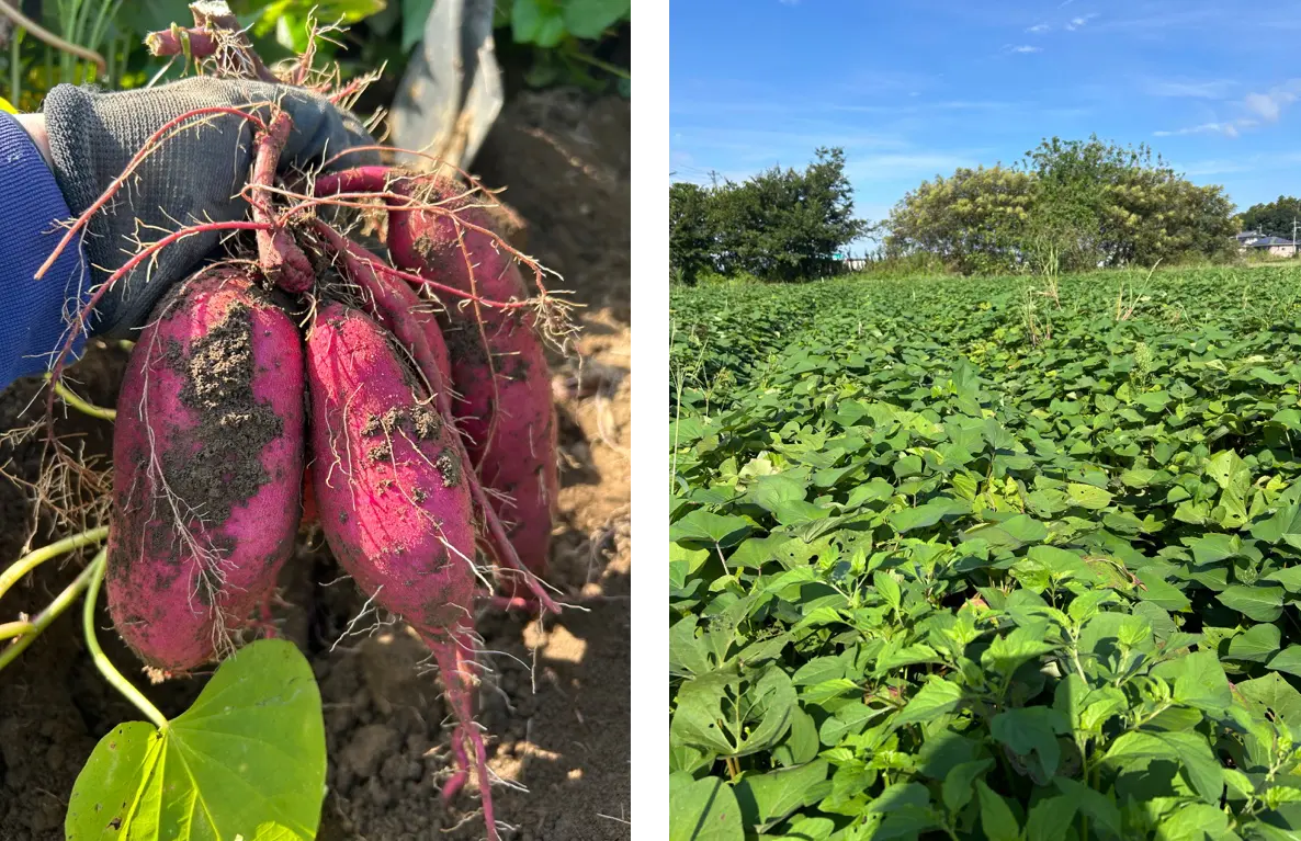 さんさい菜園のさつまいも畑