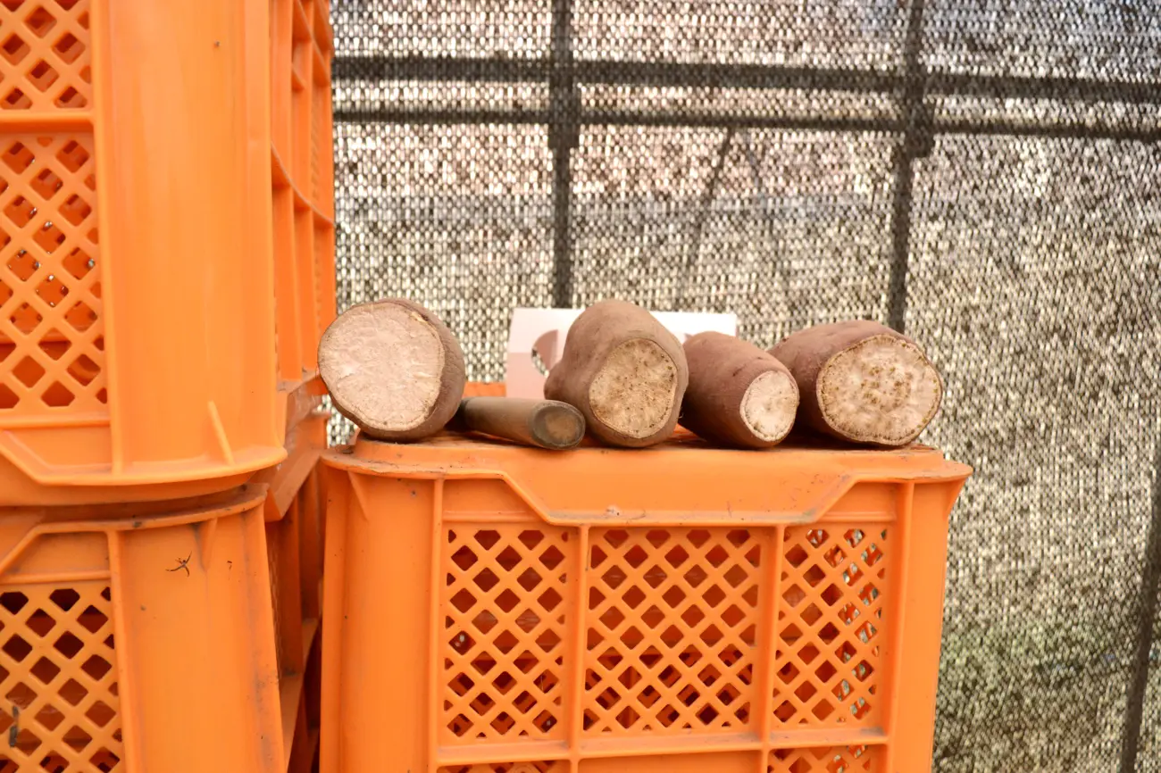 収穫したサツマイモの劣化状況を研究する重松さん