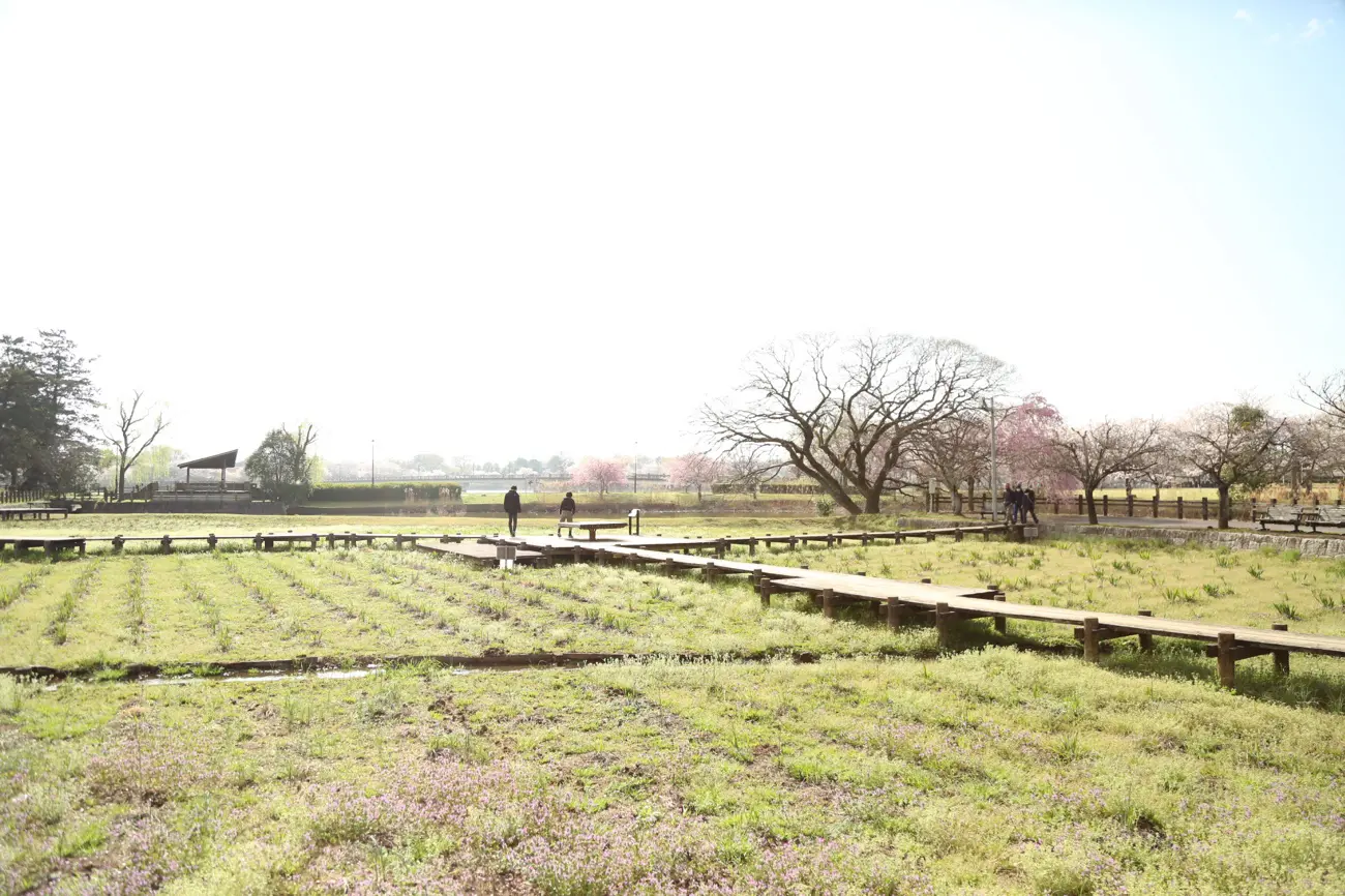 砂沼広域公園の遊歩道と景色