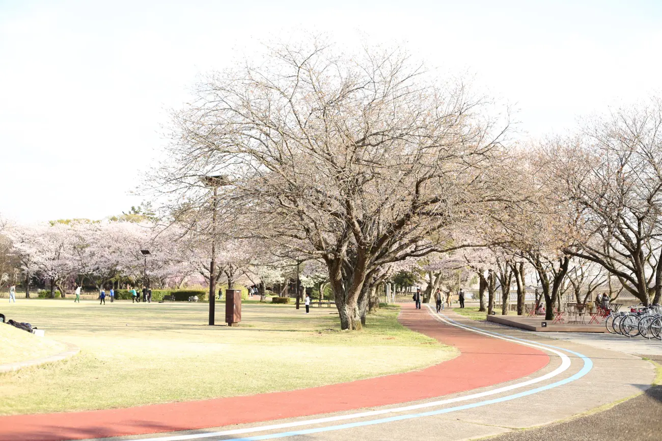 砂沼広域公園の菖蒲園のハナショウブ
