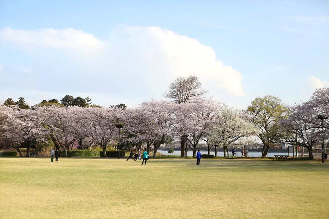 砂沼広域公園の菖蒲園の様子